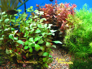 planted aquarium 1