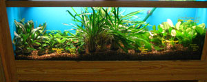planted aquarium 2