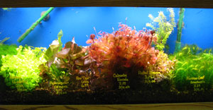 planted aquarium 3